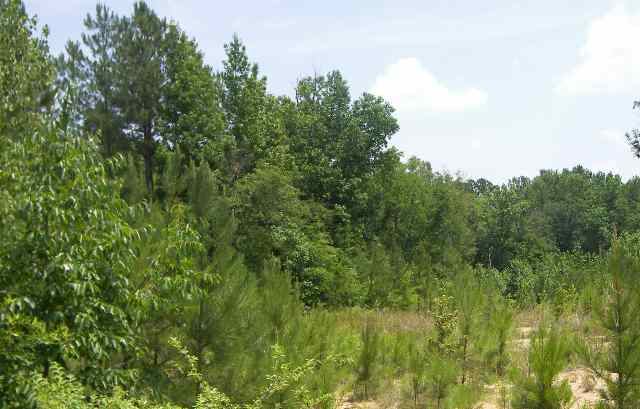 0 Rest Road, Unit INTERIOR LAKE GREENWOOD Waterloo, SC 29384 - Photo 3 of 4