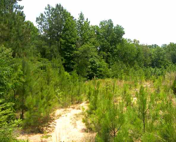 0 Rest Road, Unit INTERIOR LAKE GREENWOOD Waterloo, SC 29384 - Photo 4 of 4