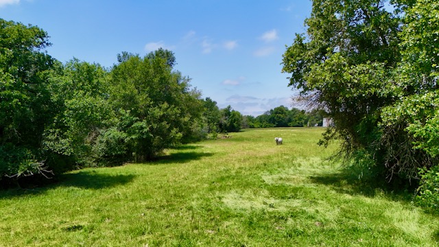 Tbd Tbd Morehead Road Bremond, TX 76629 - Photo 6 of 16 a view of a green field with lots of bushes