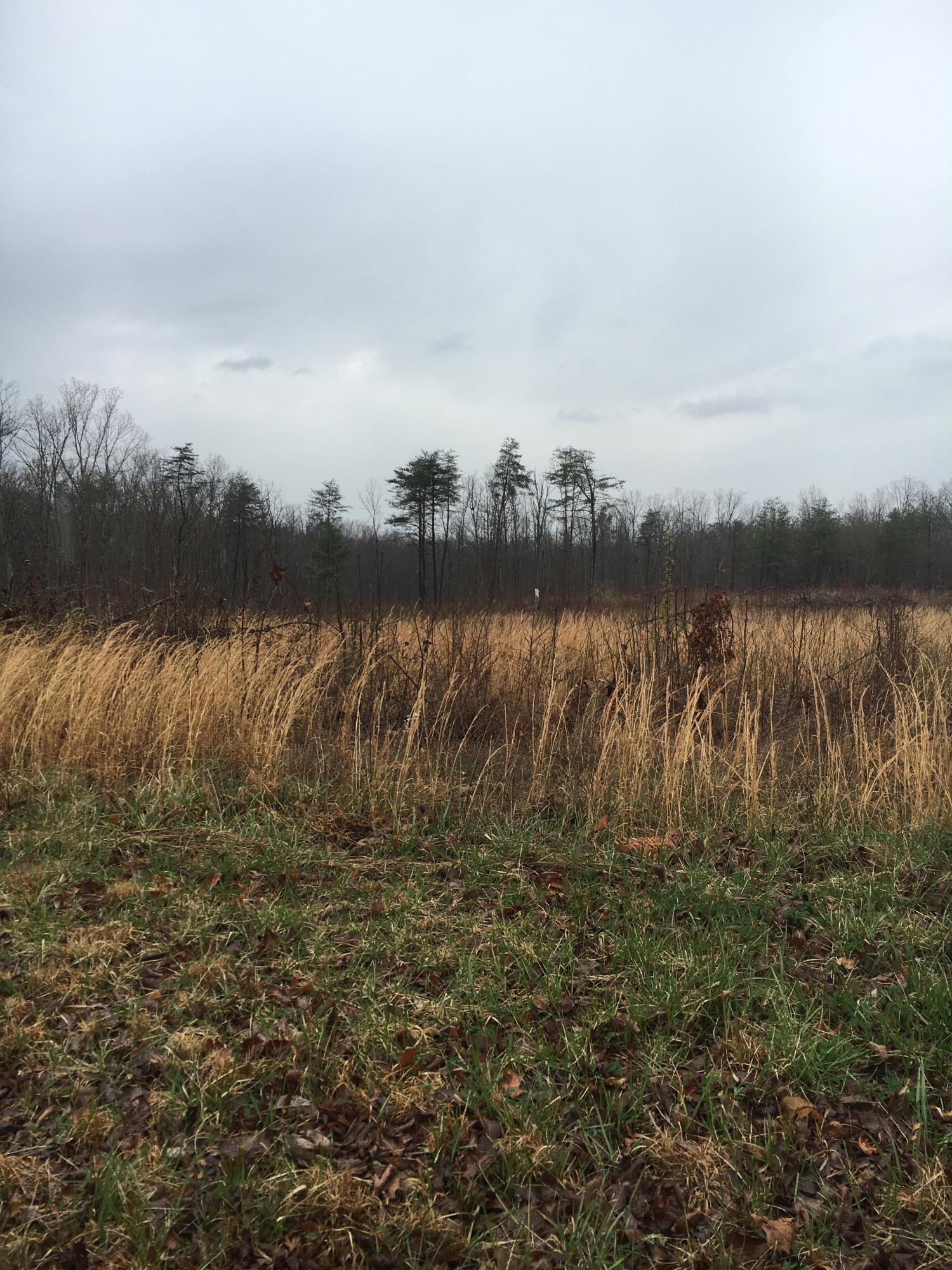 Turkey Blind Road Crossville, TN 38572 - Photo 2 of 11 turkey 09