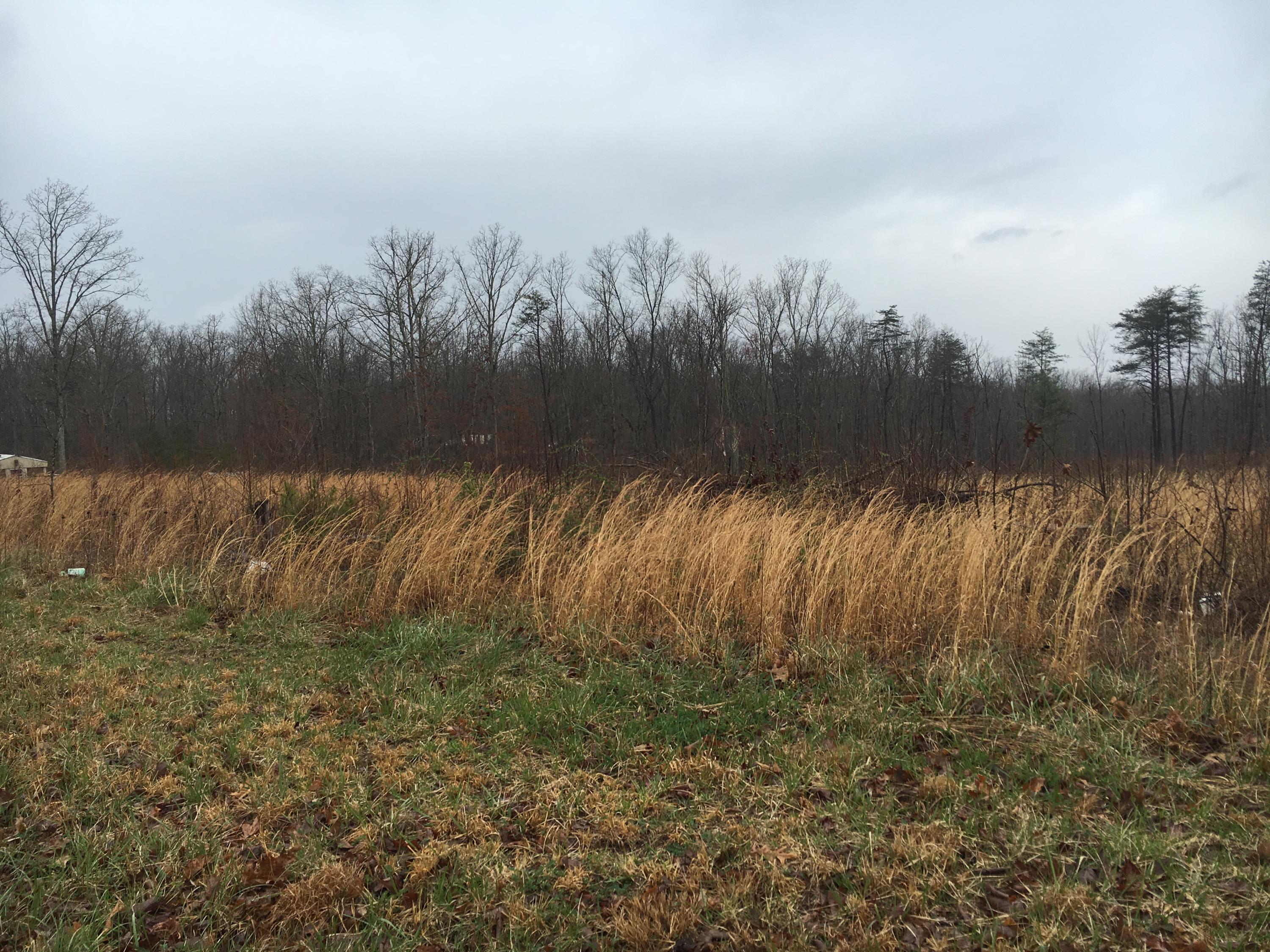 Turkey Blind Road Crossville, TN 38572 - Photo 5 of 11 turkey 06