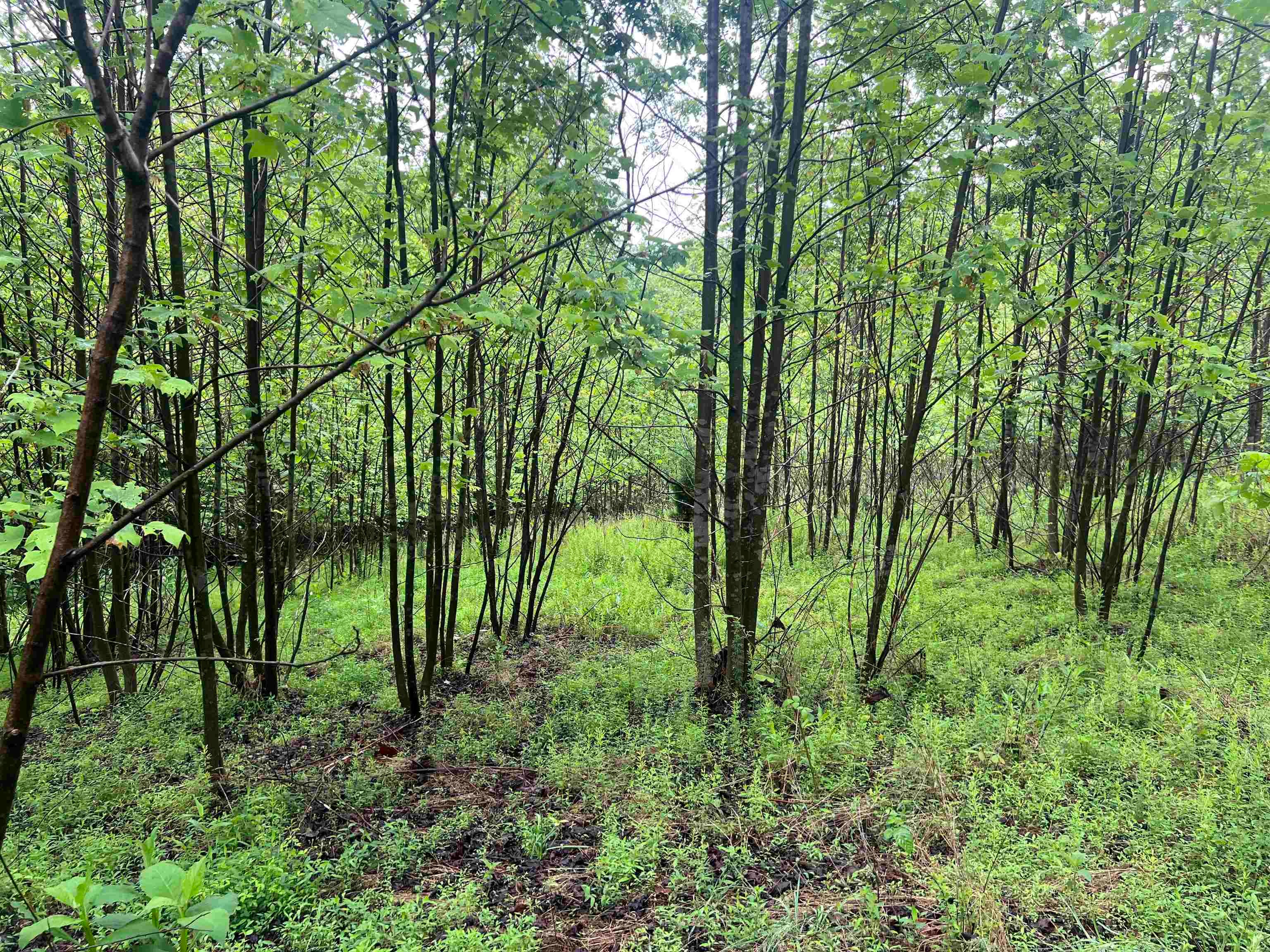 Tbd Nemmo Road Vinton, VA 24179 - Photo 14 of 16 Gallery Image 14