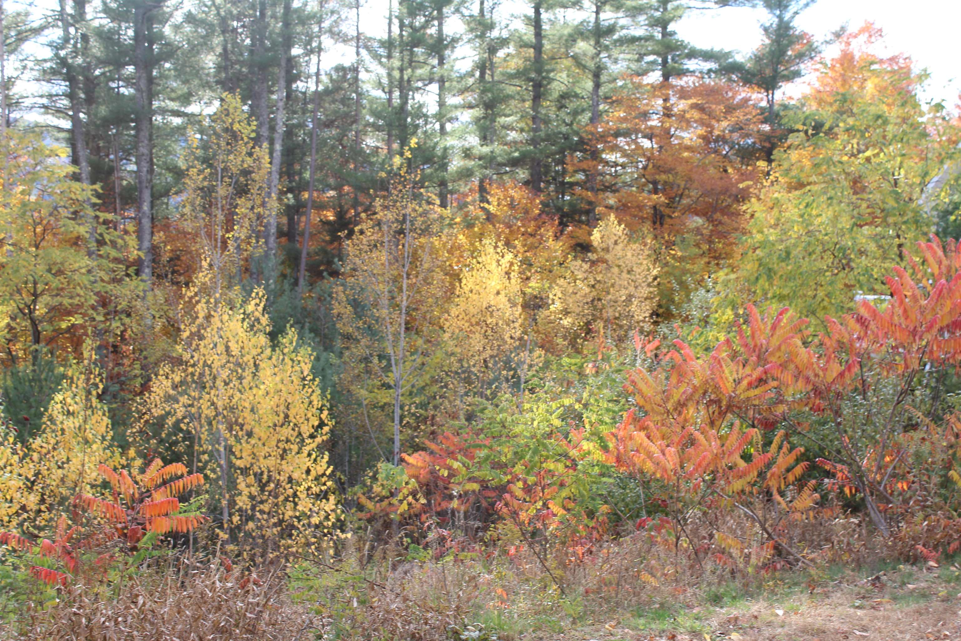 3 Beechwoods Drive, Unit 3 Intervale, NH 03845 - Photo 11 of 17