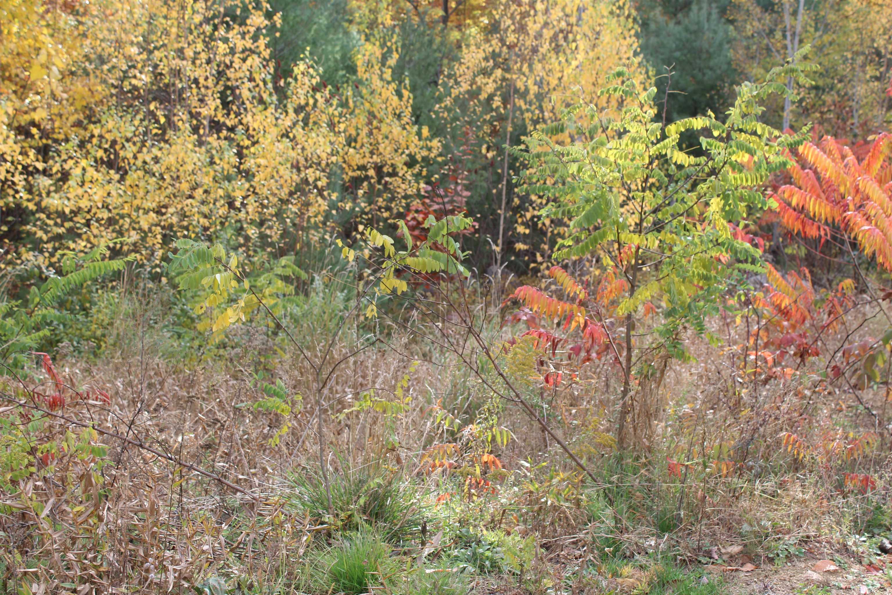 3 Beechwoods Drive, Unit 3 Intervale, NH 03845 - Photo 13 of 17