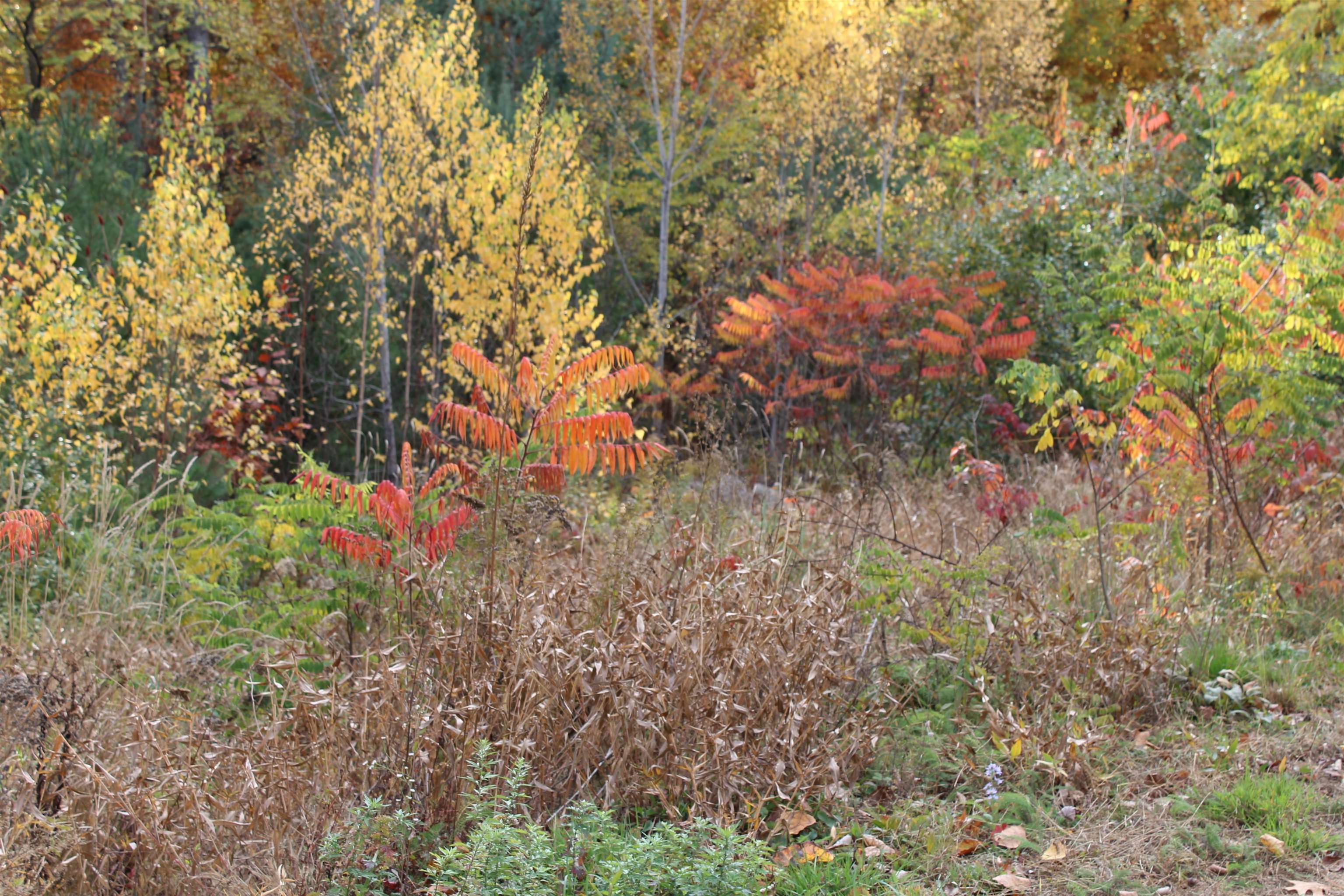 3 Beechwoods Drive, Unit 3 Intervale, NH 03845 - Photo 9 of 17