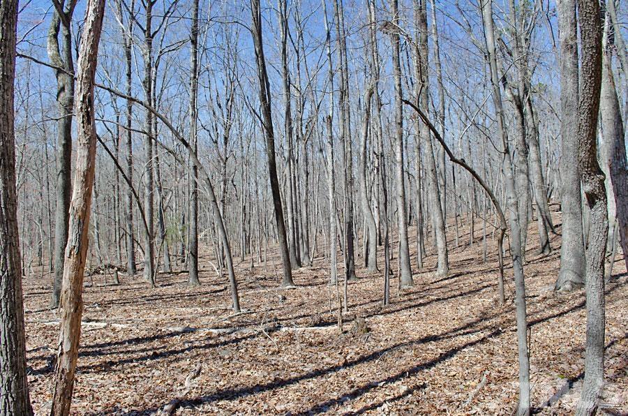 23 Fire Tower Drive Rougemont, NC 27572 - Photo 4 of 9 a view of a backyard of the house