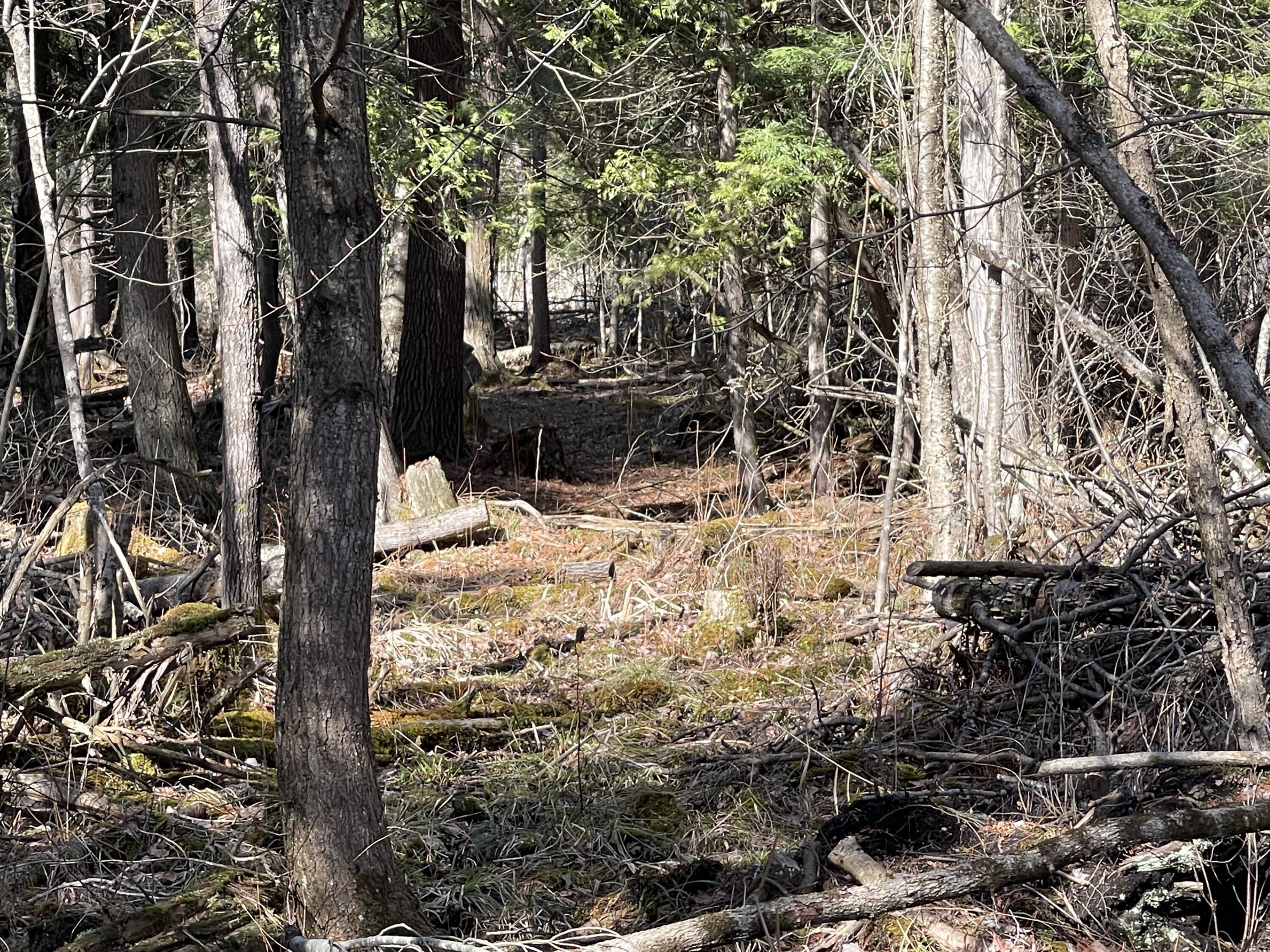 V/l North Lakola Road Leroy, MI 49655 - Photo 11 of 16 IMG_9058