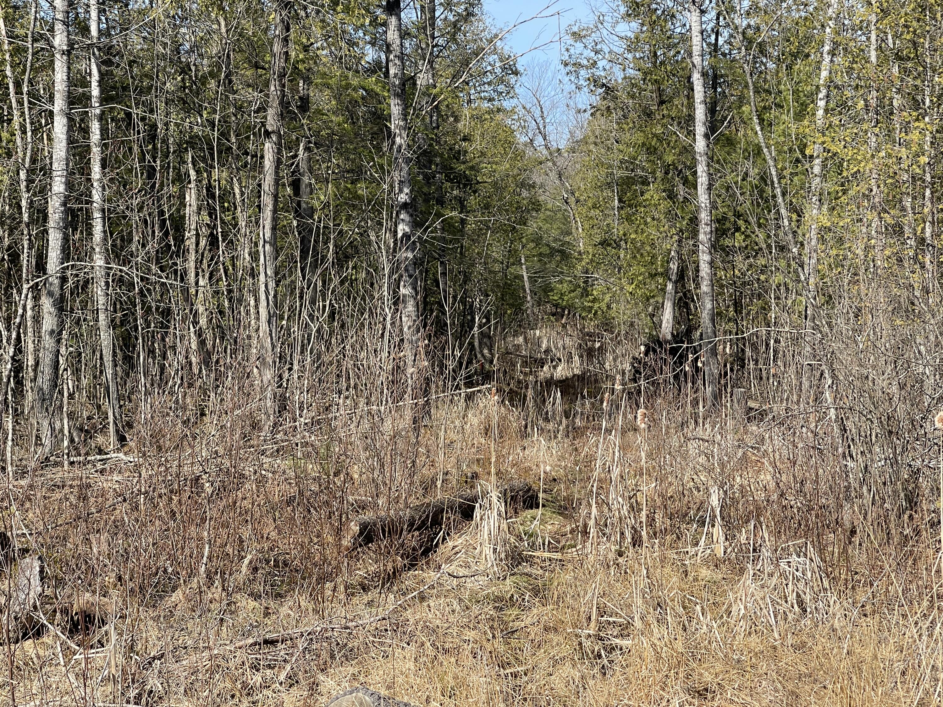 V/l North Lakola Road Leroy, MI 49655 - Photo 12 of 16 IMG_9059