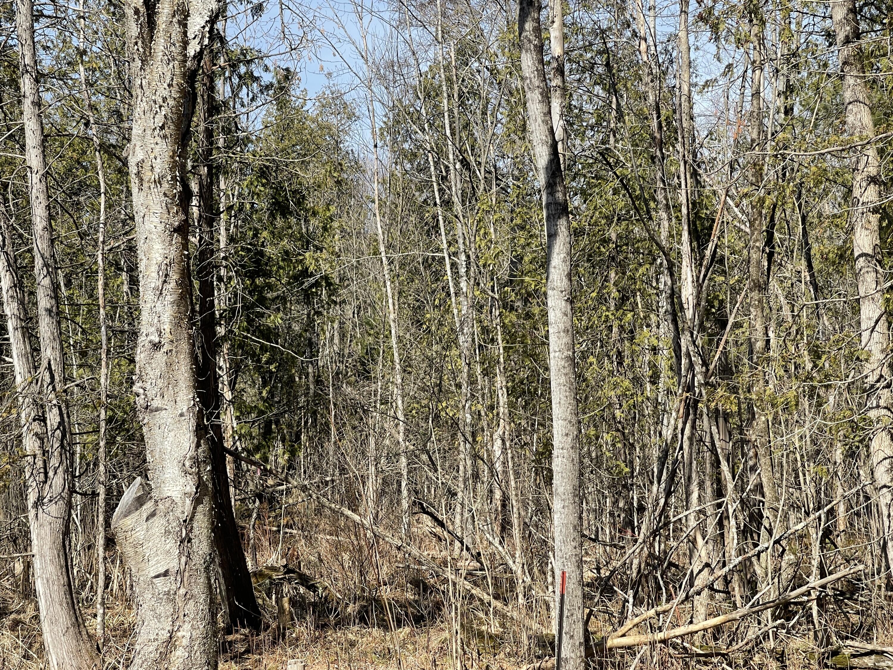 V/l North Lakola Road Leroy, MI 49655 - Photo 13 of 16 IMG_9060