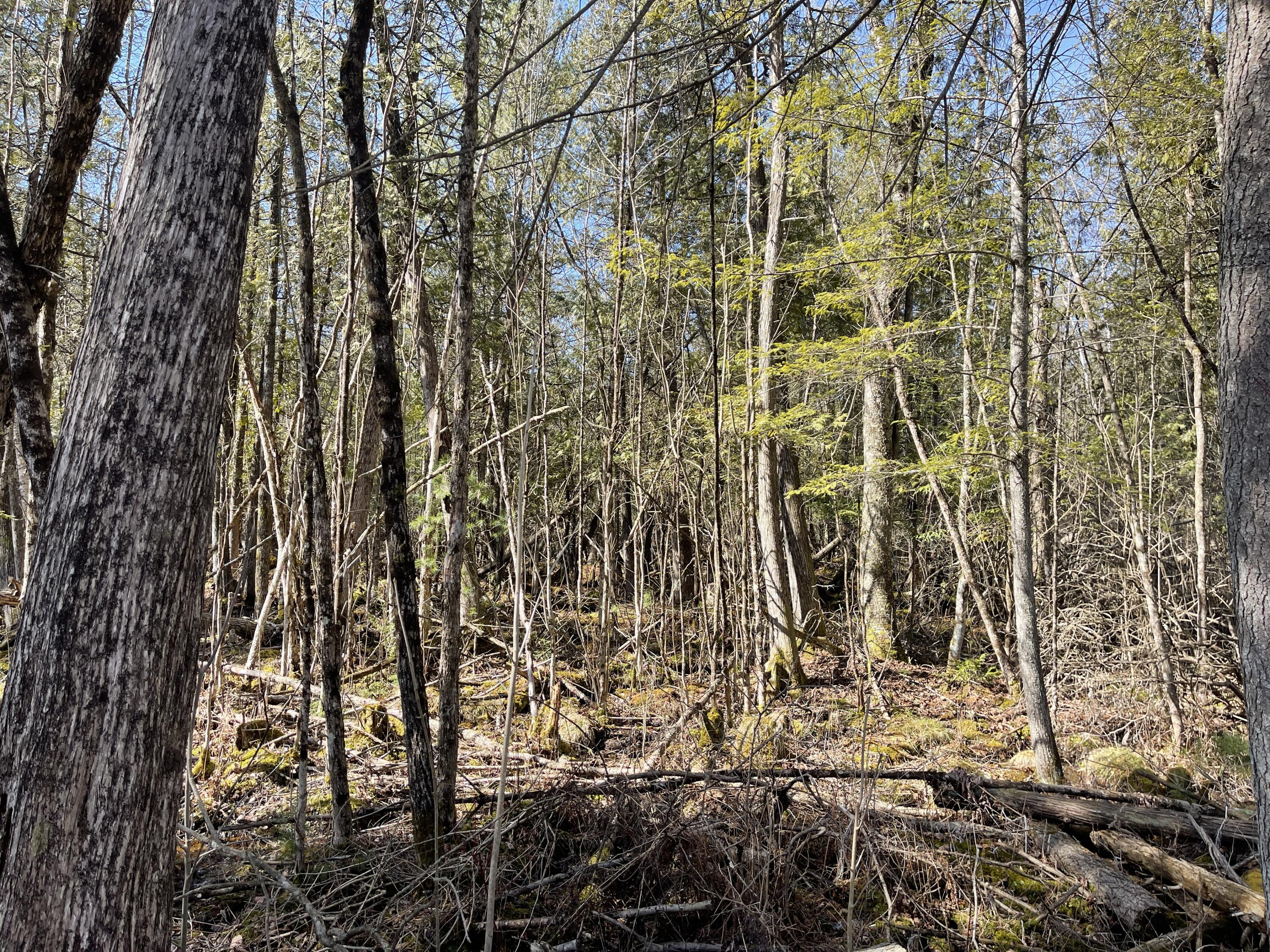 V/l North Lakola Road Leroy, MI 49655 - Photo 14 of 16 IMG_9061