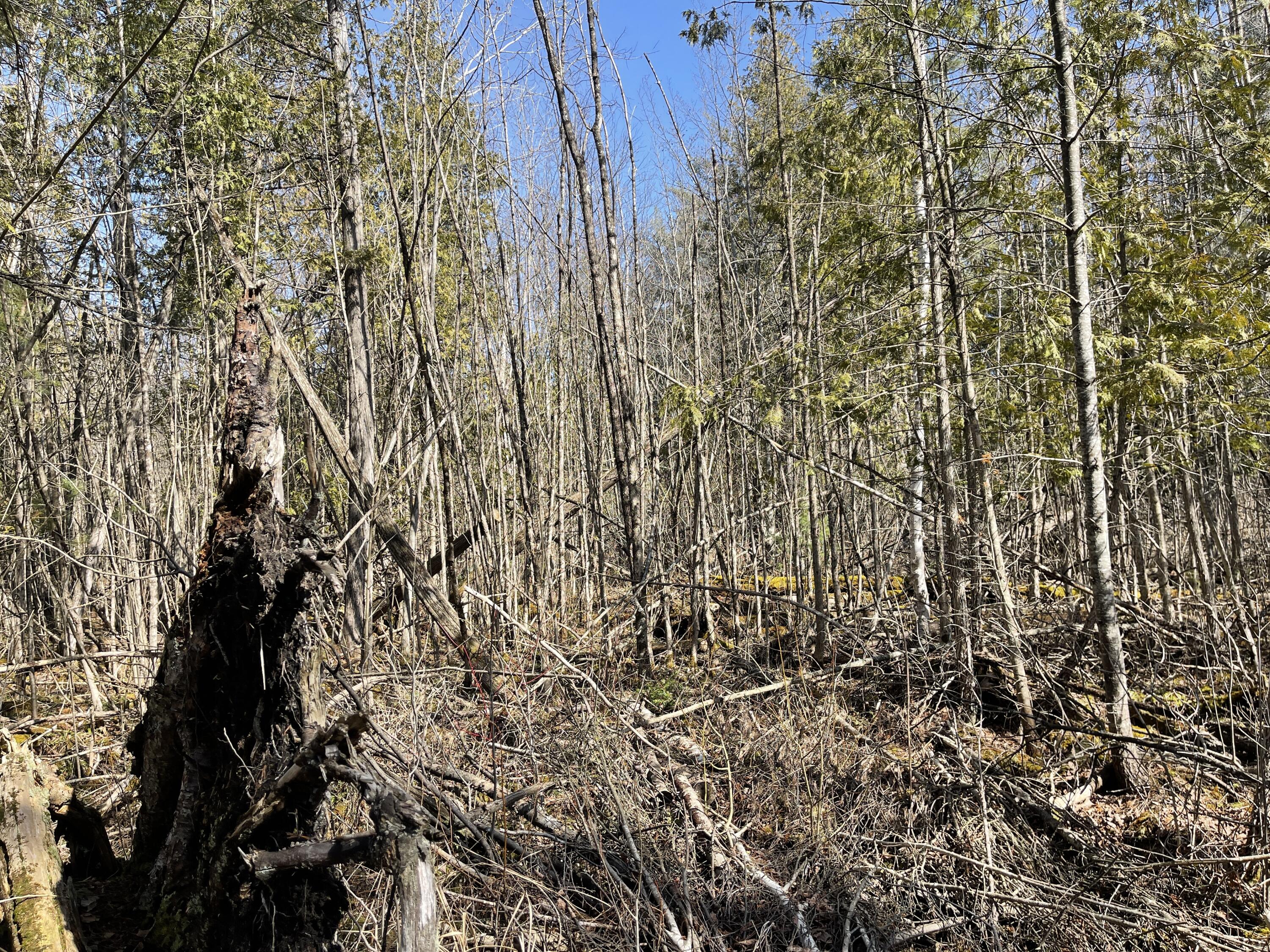 V/l North Lakola Road Leroy, MI 49655 - Photo 15 of 16 IMG_9062