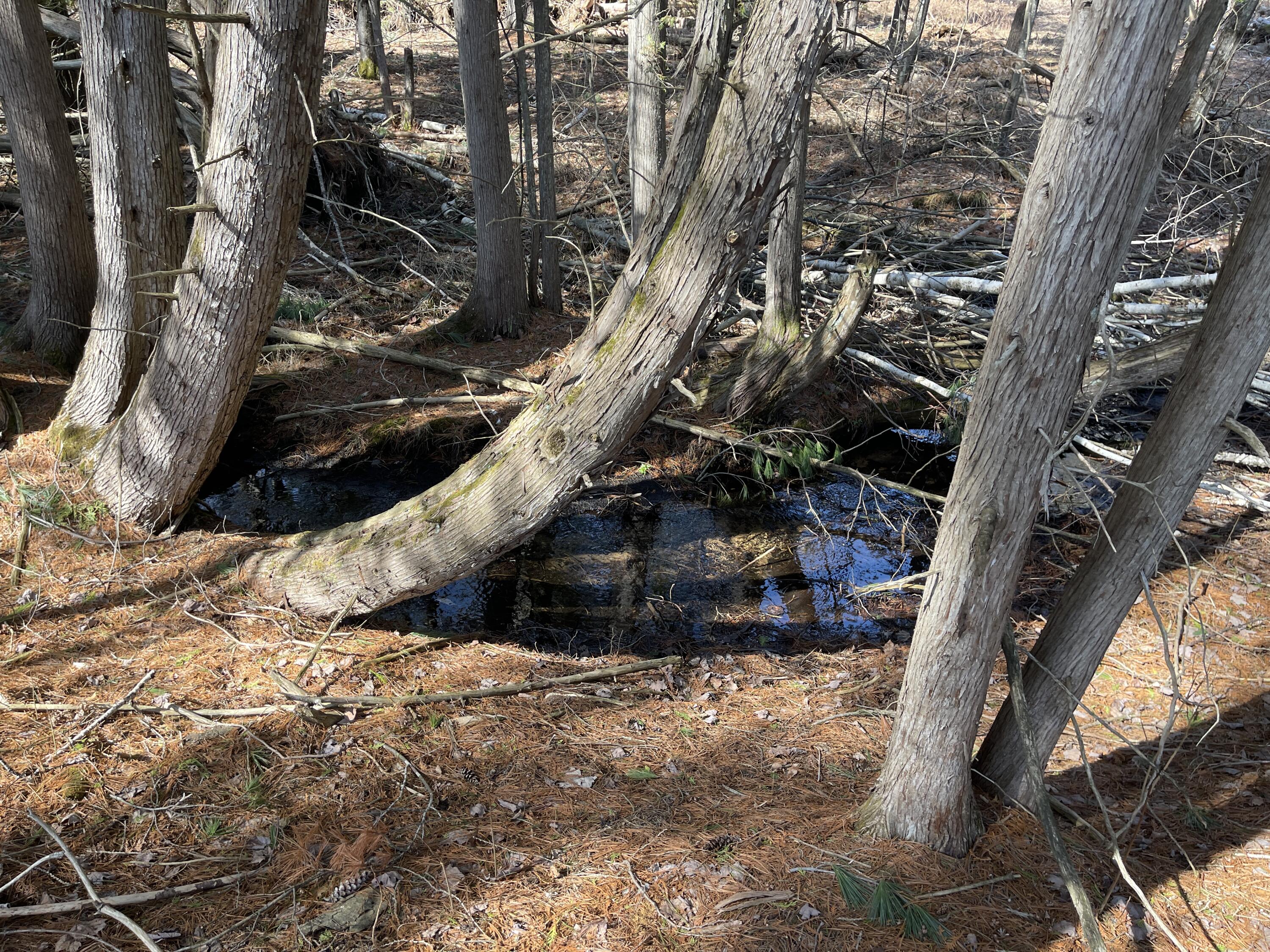 V/l North Lakola Road Leroy, MI 49655 - Photo 5 of 16 IMG_9051