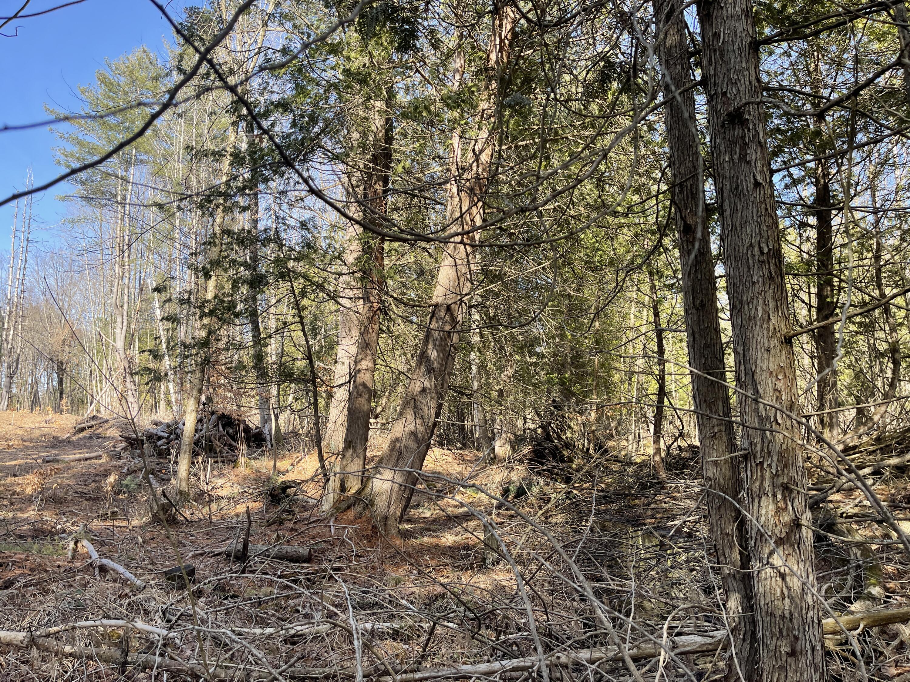 V/l North Lakola Road Leroy, MI 49655 - Photo 9 of 16 IMG_9055