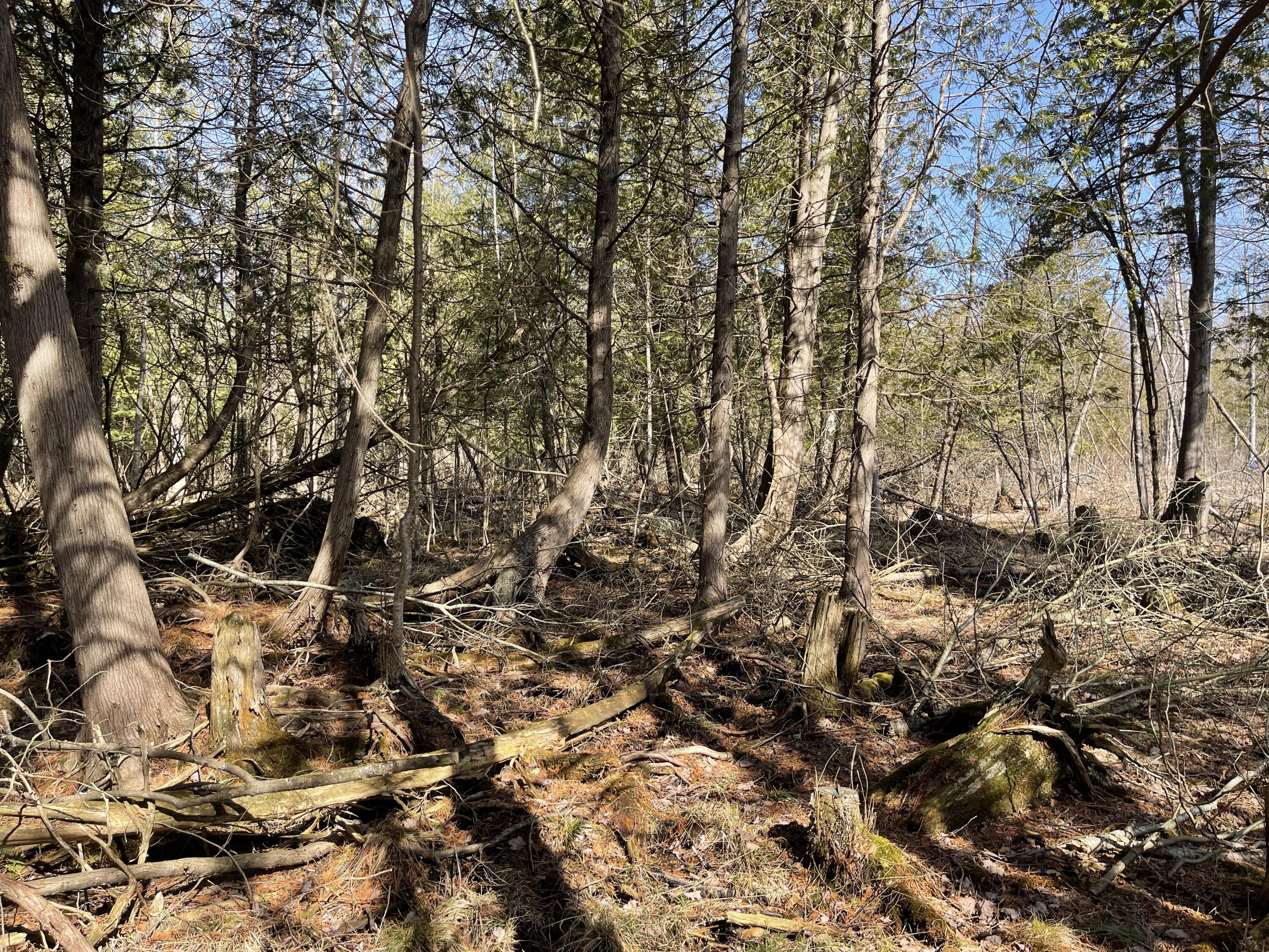 V/l North Lakola Road Leroy, MI 49655 - Photo 10 of 16 IMG_9056