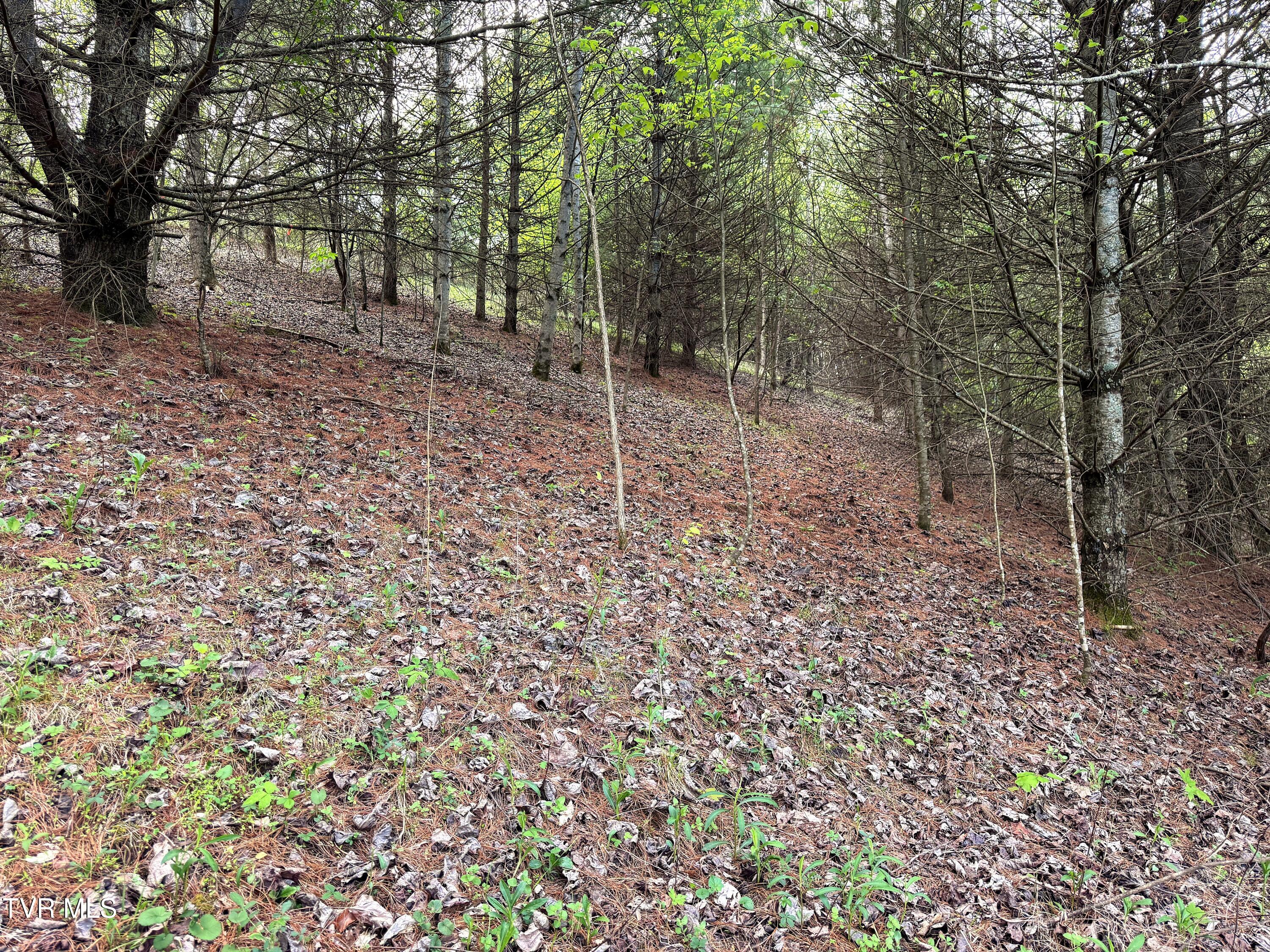 Lot 11 Cowan Town Road, Unit 11 Butler, TN 37640 - Photo 3 of 41 Lot 11 (3)