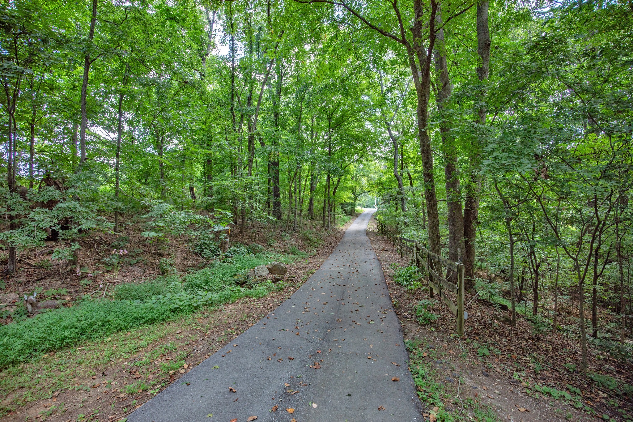 a view of a pathway both side of yard