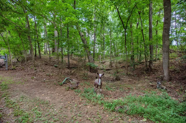 a big yard with lots of green space and house in the back