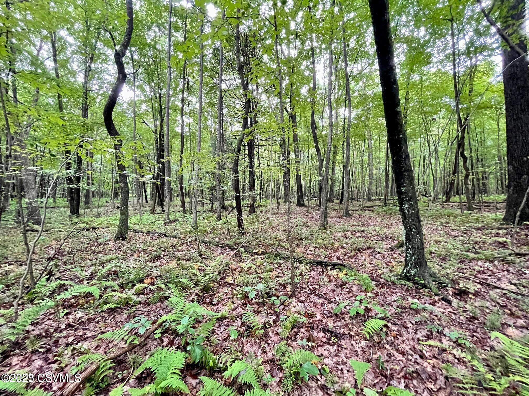 Mine Gap Road Catawissa, PA 17820 - Photo 6 of 8 20230814235647455086000000-o