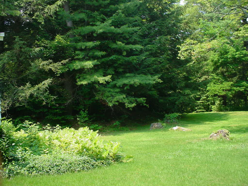 1330 Wade Inn Road Becket, MA 01223 - Photo 15 of 17 a view of yard with green space