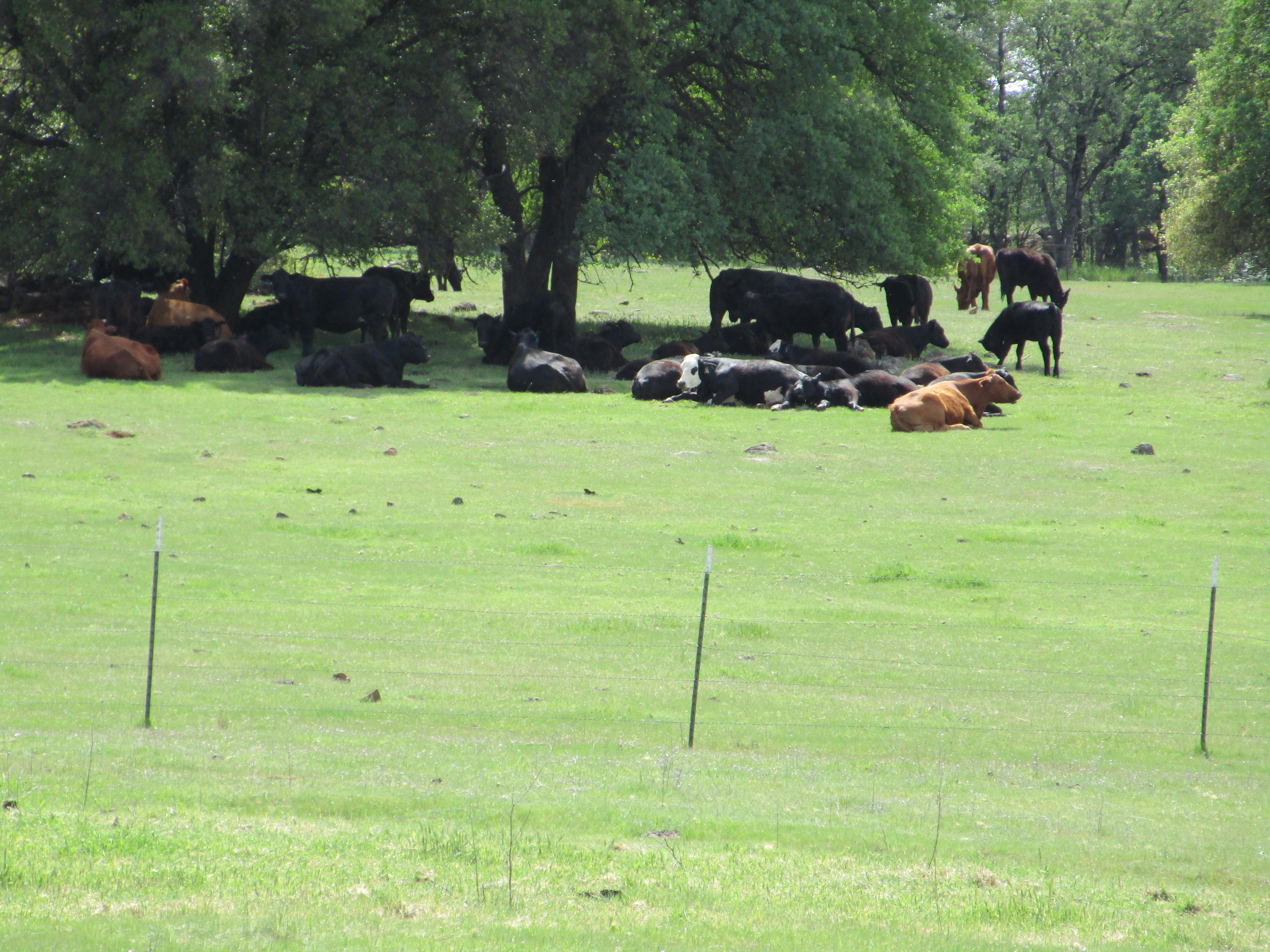 30973-75 Manton Road Manton, CA 96059 - Photo 54 of 69 Cattle