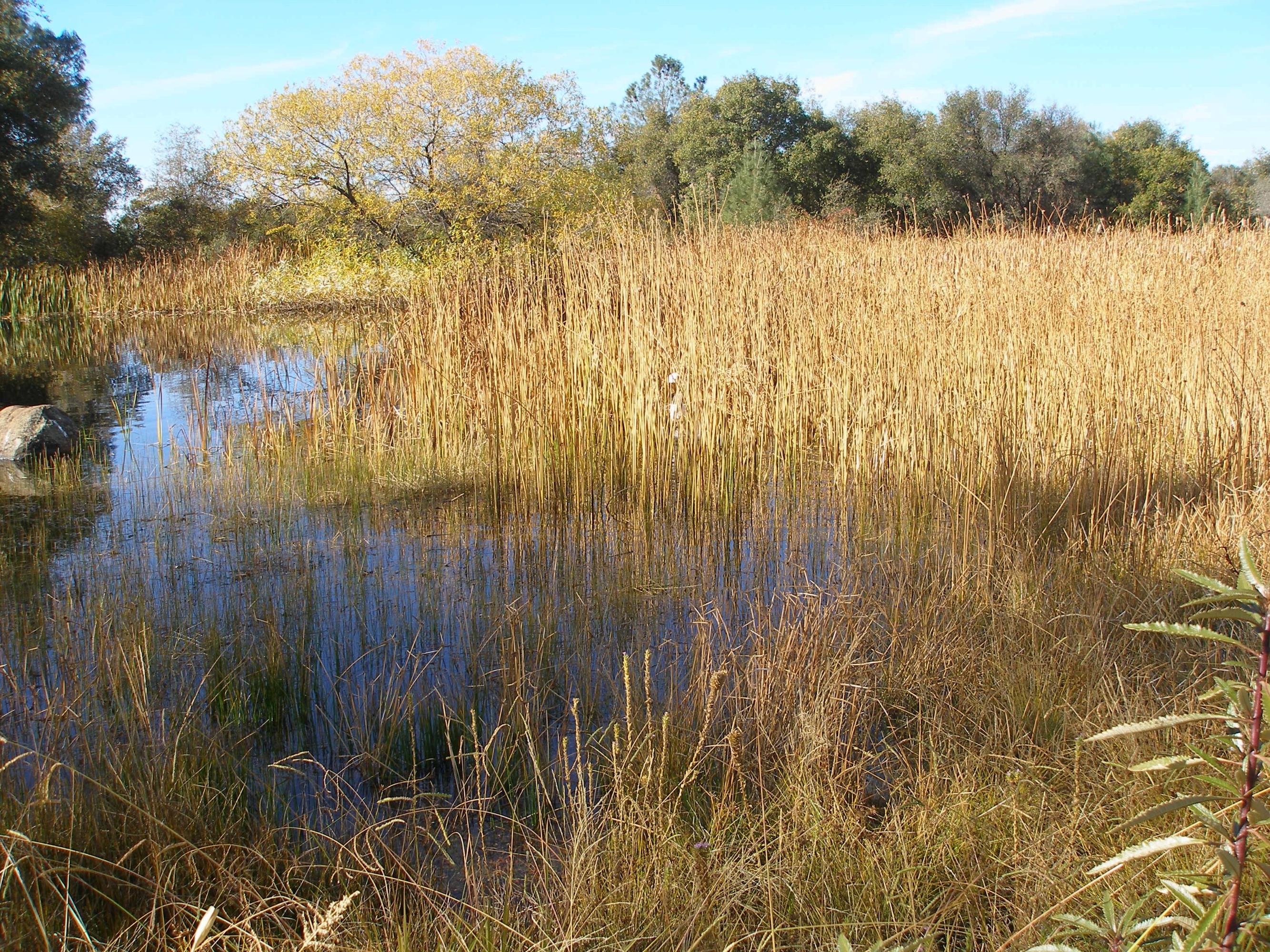 30973-75 Manton Road Manton, CA 96059 - Photo 8 of 69 Pond V2