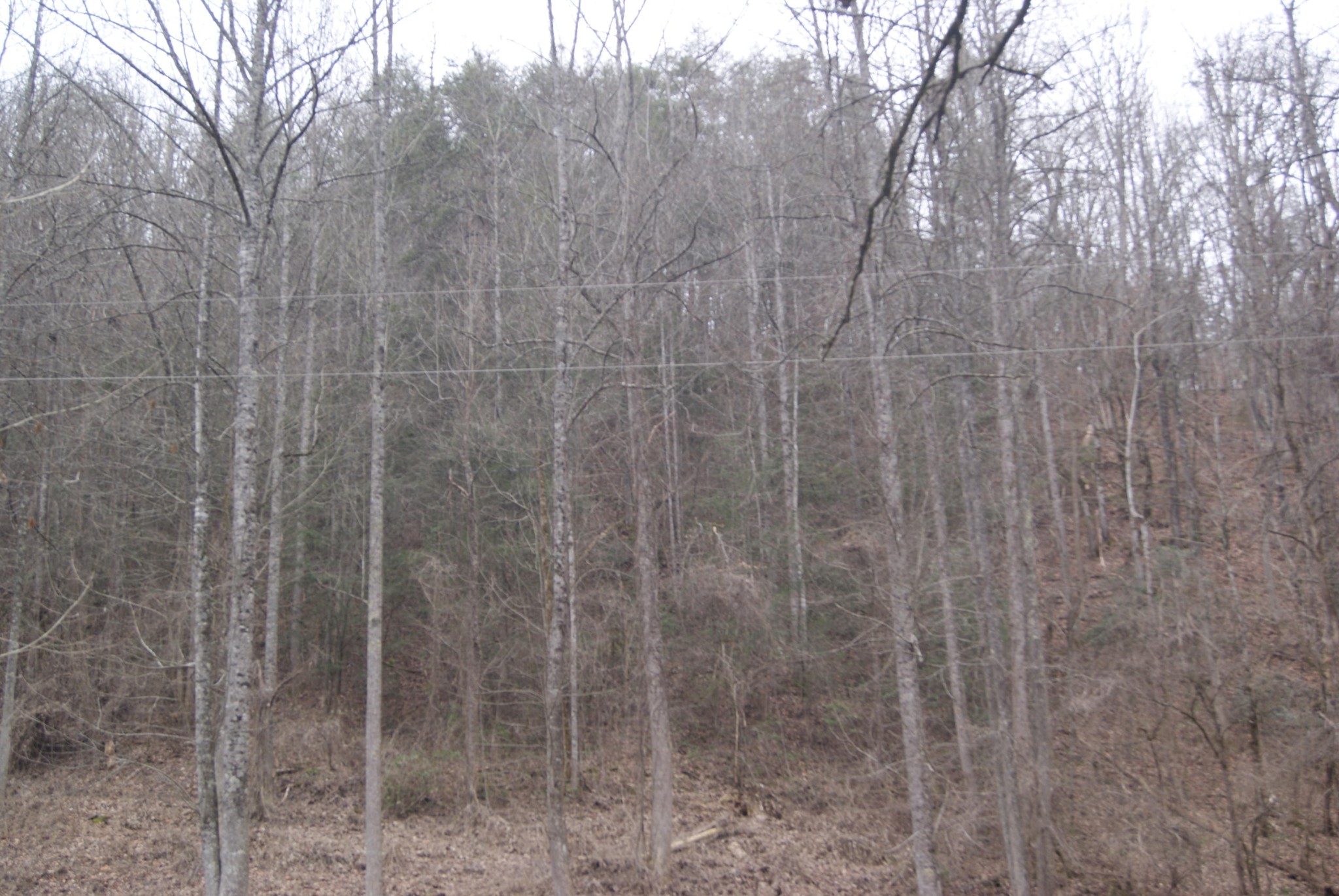 3910 Wilhite Road Sevierville, TN 37876 - Photo 7 of 11 Gallery Image 7