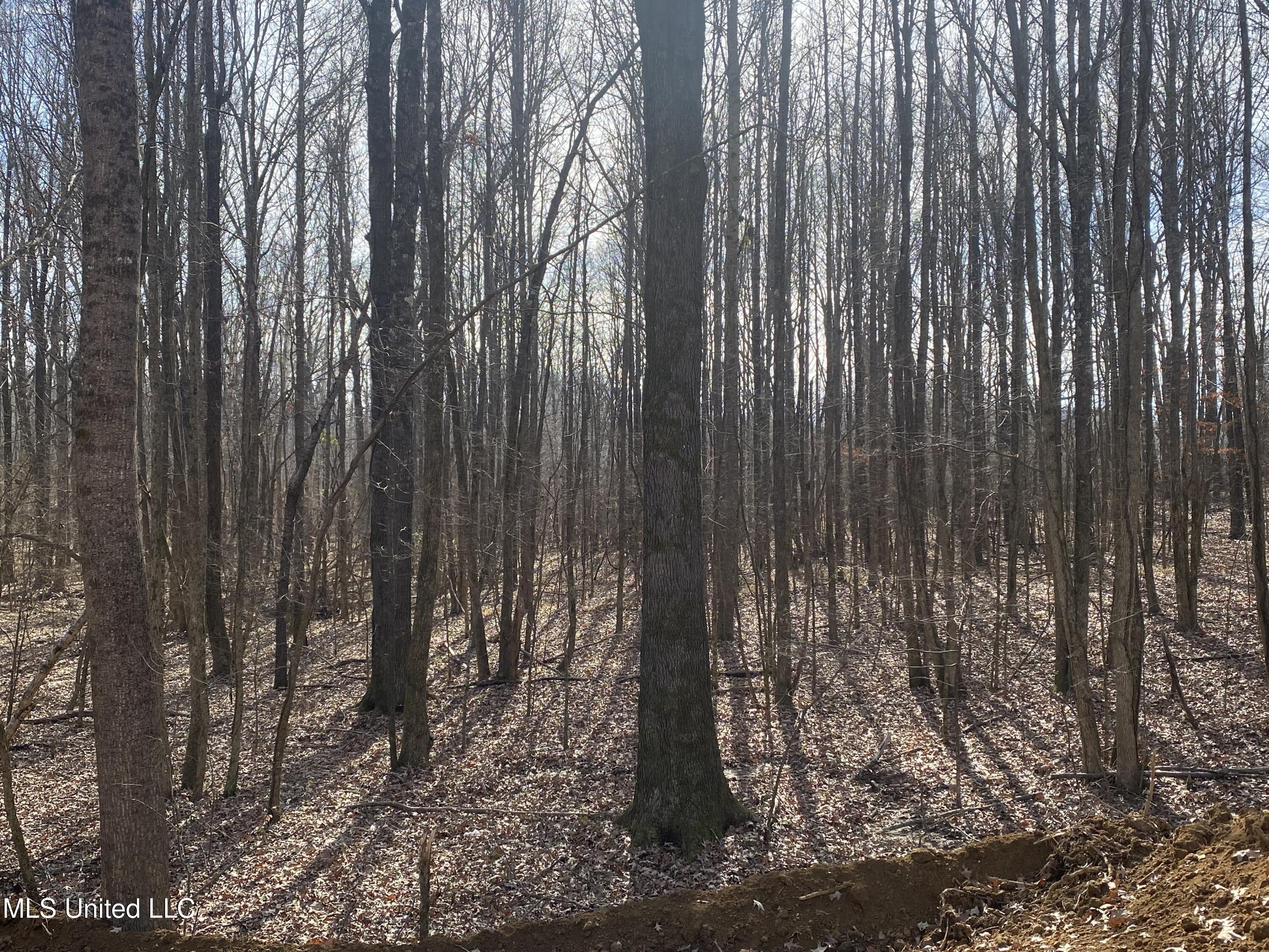 Brownsferry Rd Road Sarah, MS 38665 - Photo 4 of 12 IMG_6319