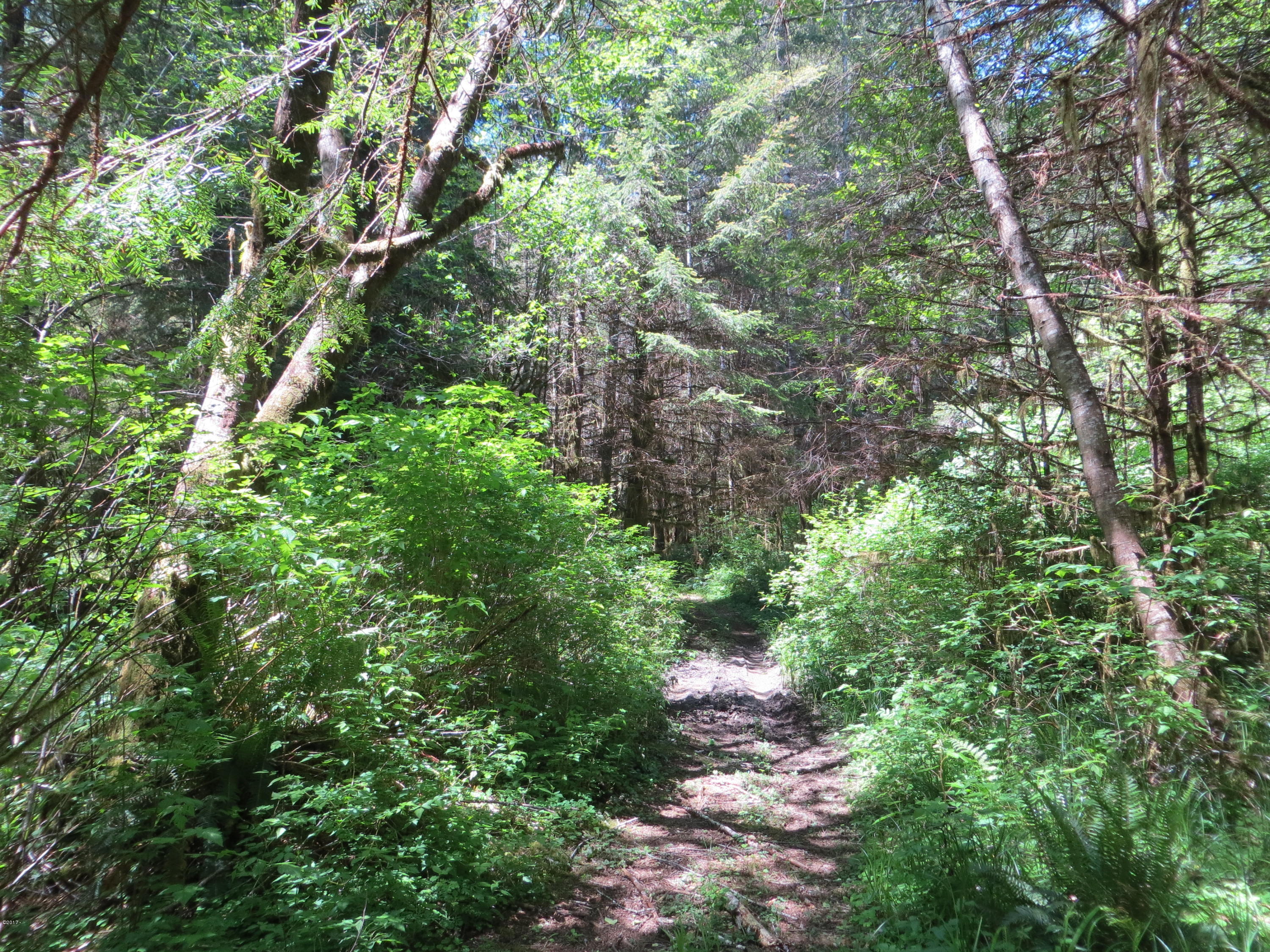 Lot 15 Hamer Road Siletz, OR 97380 - Photo 10 of 23 Timber property