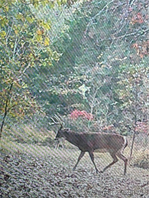 Quail Run Preston, MO 65732 - Photo 4 of 6