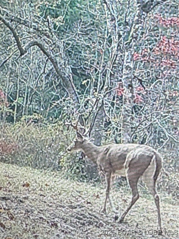 Quail Run Preston, MO 65732 - Photo 5 of 6