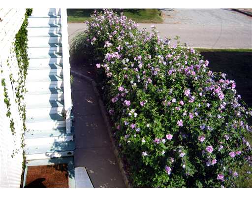 1334 Anthony Road Portsmouth, RI 02871 - Photo 3 of 19 Entry. Rose of Sharon line the walkway to the house.