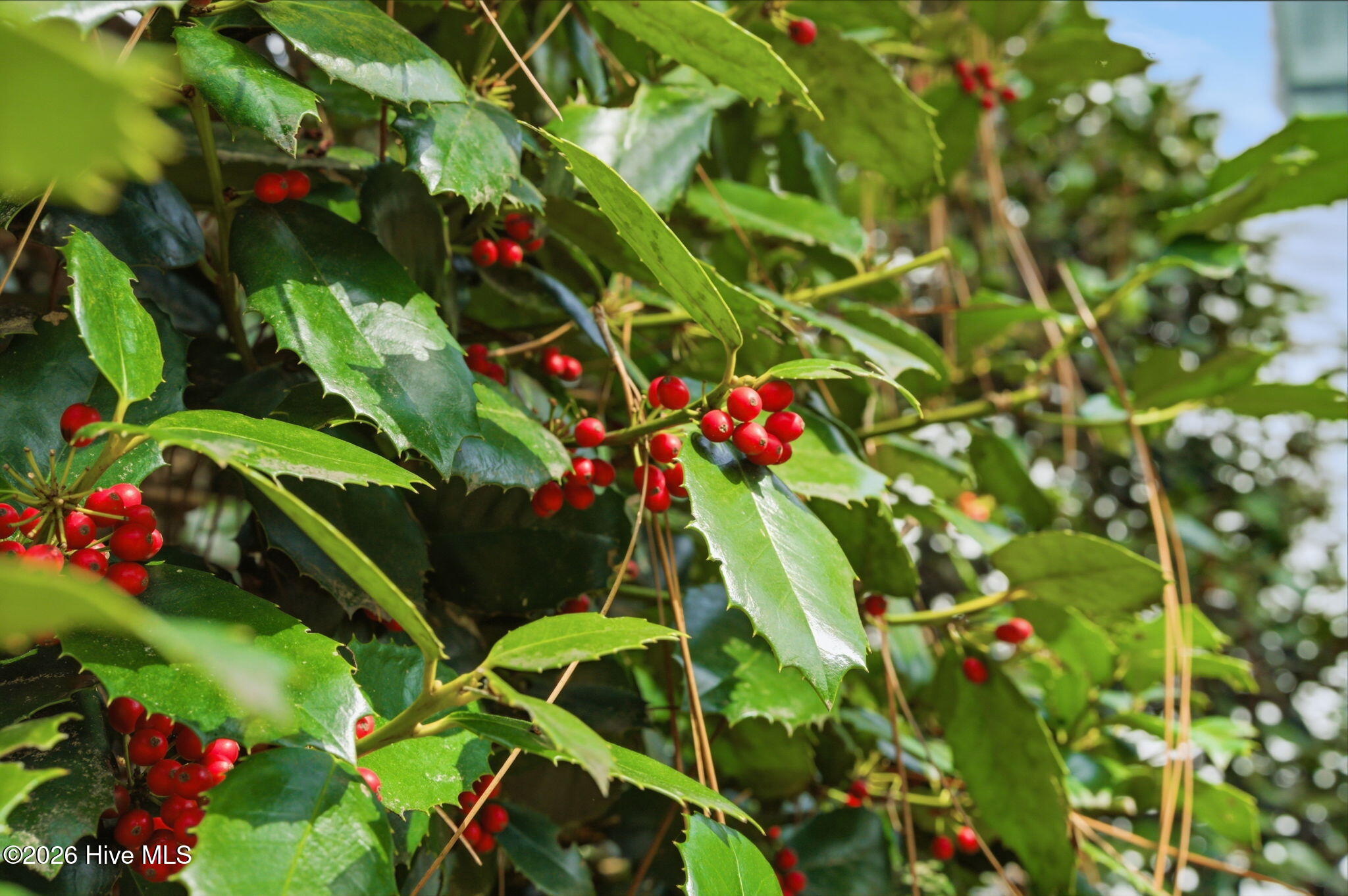 75 Ferguson Road Pinehurst, NC 28374 - Photo 112 of 124 75 Ferguson Road-111