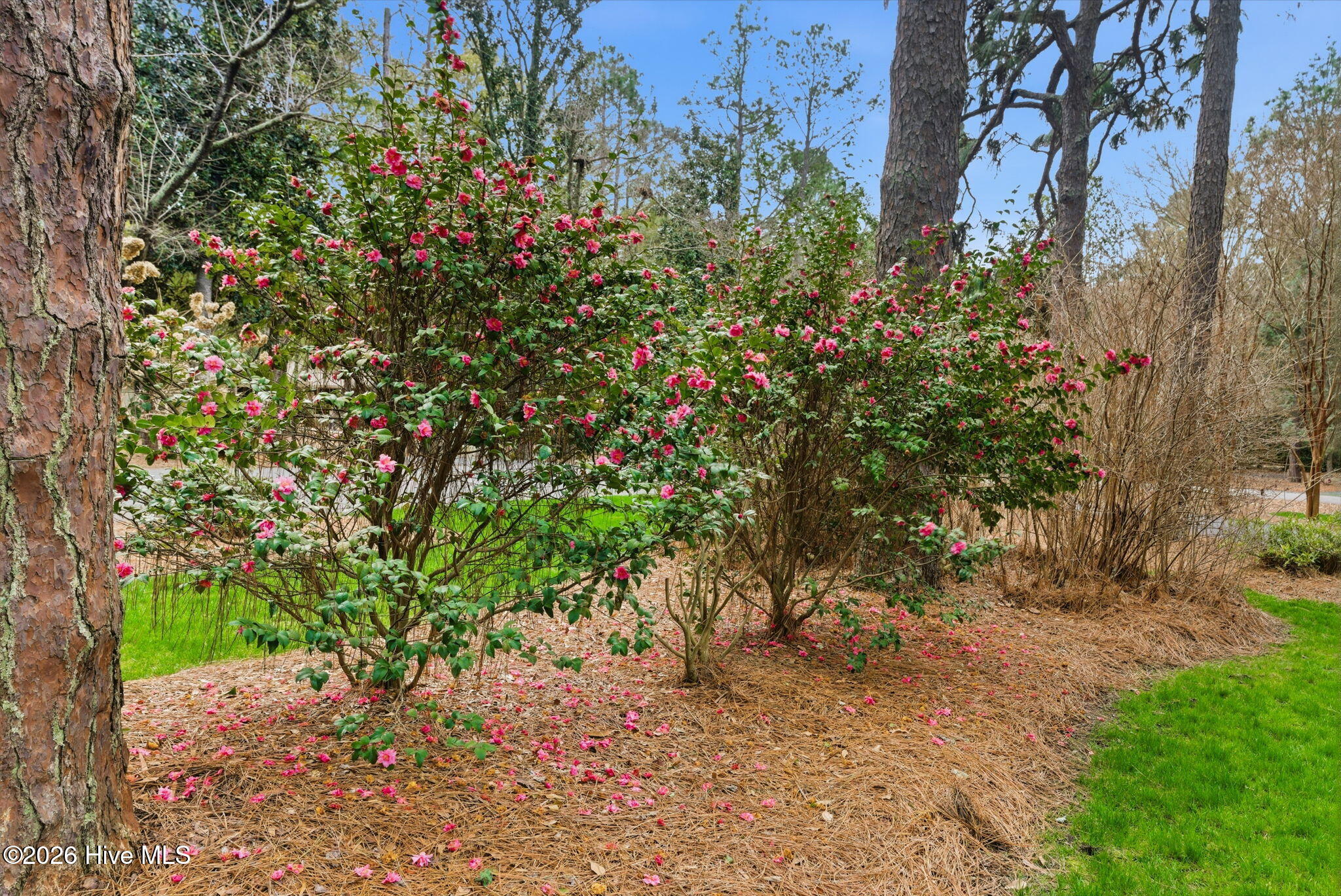 75 Ferguson Road Pinehurst, NC 28374 - Photo 9 of 124 75 Ferguson Road-8