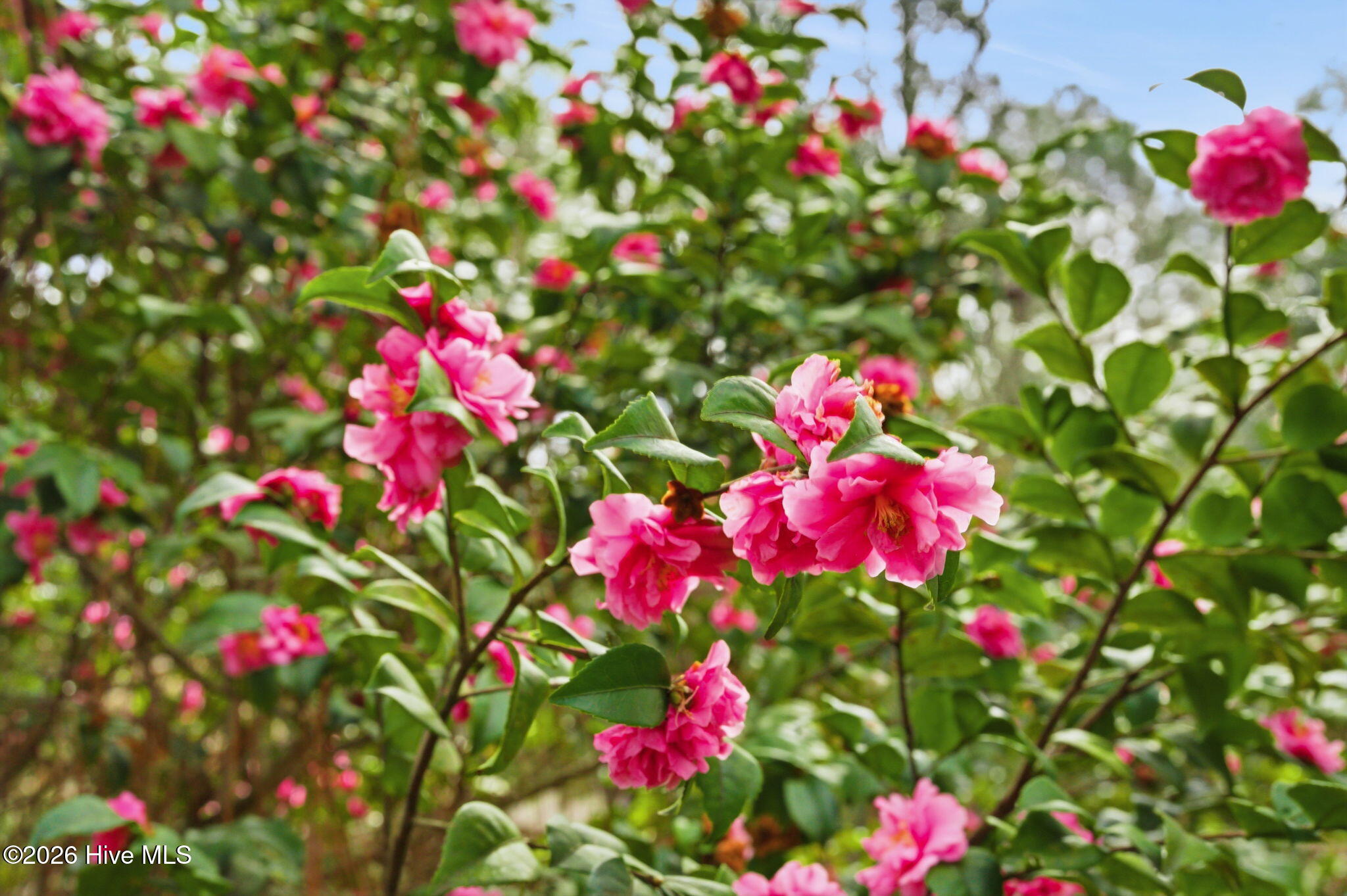 75 Ferguson Road Pinehurst, NC 28374 - Photo 10 of 124 75 Ferguson Road-9