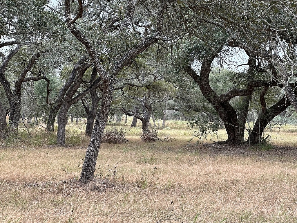 1482 Ramsey Road Alleyton, TX 78935 - Photo 2 of 6