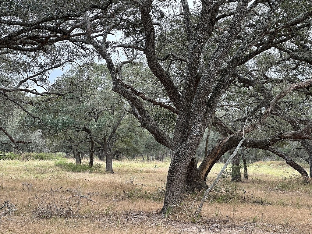 1482 Ramsey Road Alleyton, TX 78935 - Photo 5 of 6
