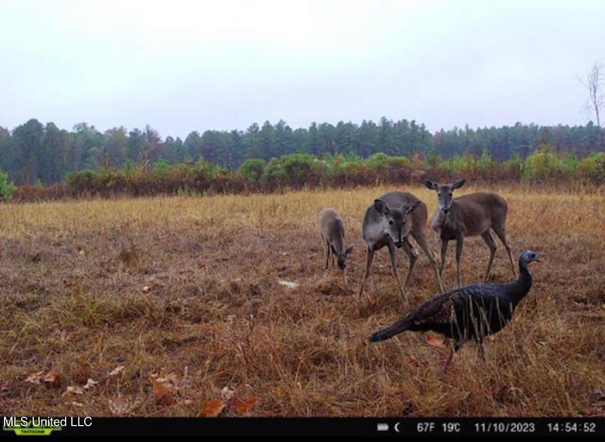 6145 Dry Grove Road Terry, MS 39170 - Photo 83 of 95 127