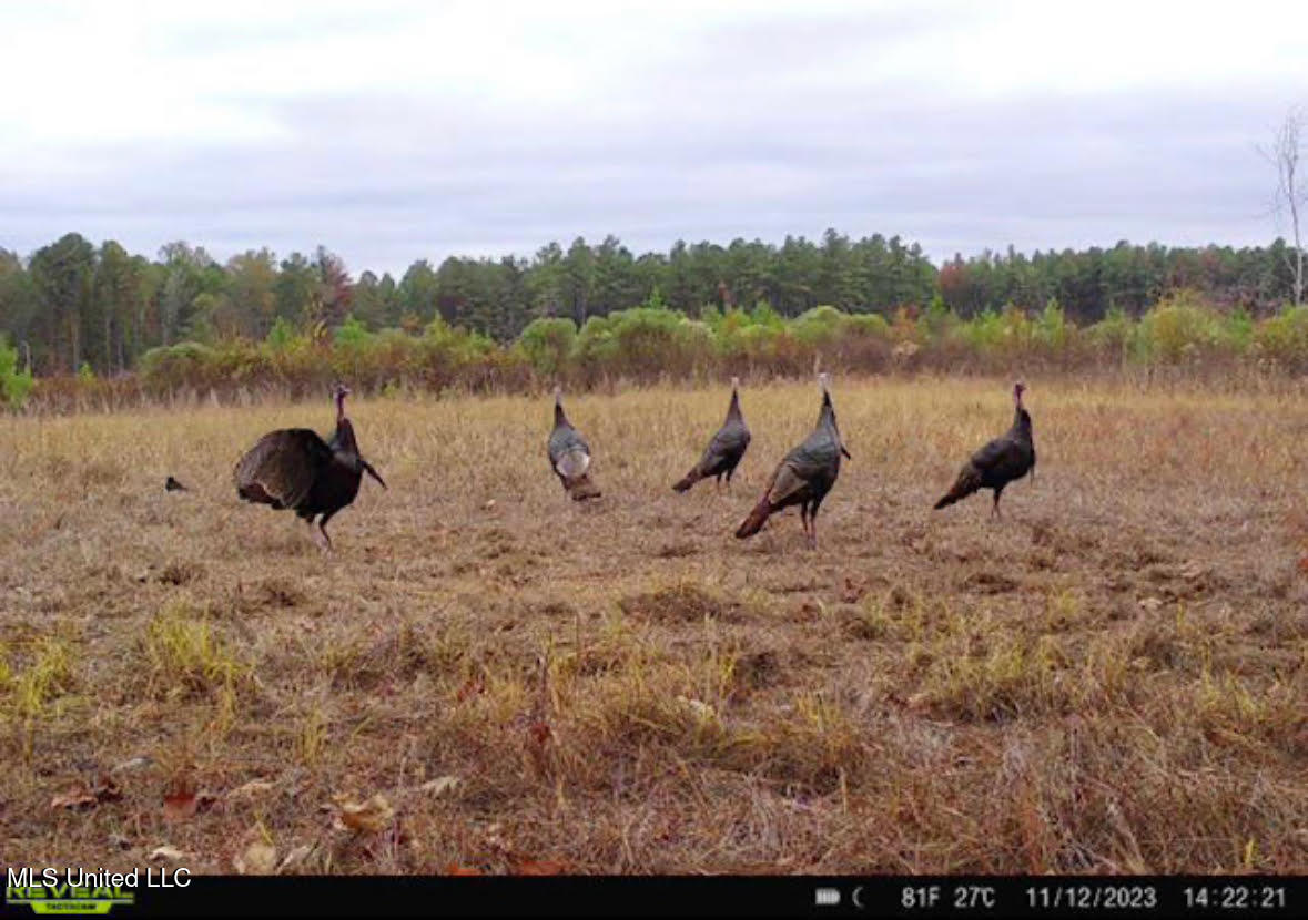 6145 Dry Grove Road Terry, MS 39170 - Photo 86 of 95 131