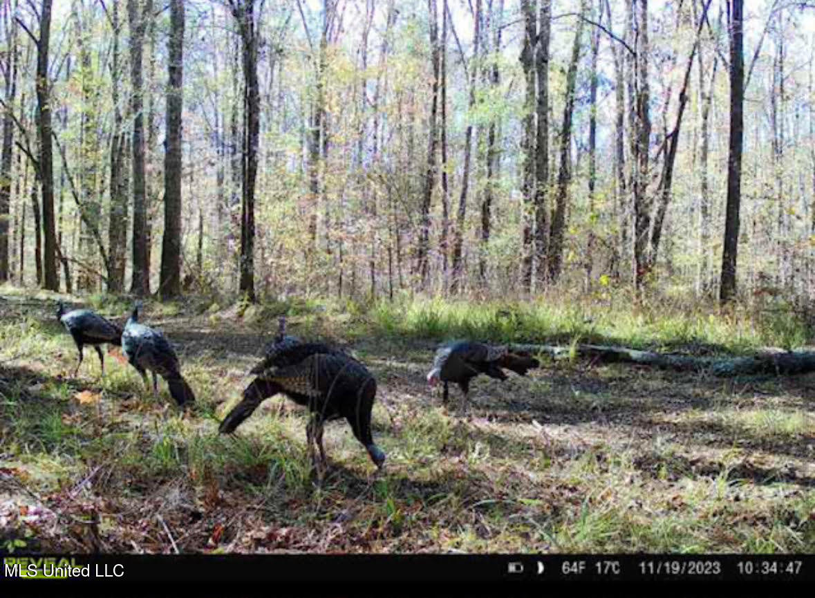 6145 Dry Grove Road Terry, MS 39170 - Photo 87 of 95 132