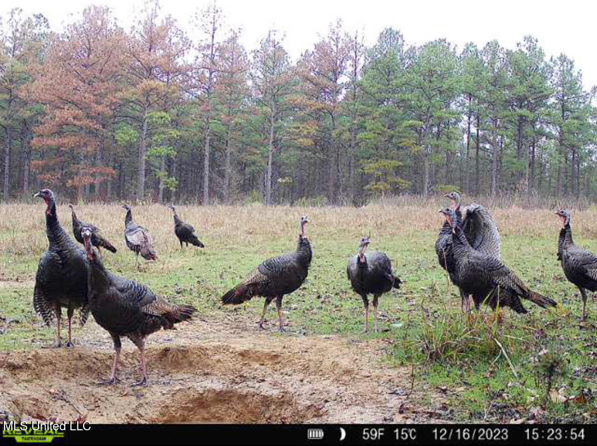 6145 Dry Grove Road Terry, MS 39170 - Photo 88 of 95 133