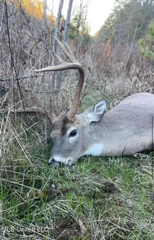 $4,420,000 | 6145 Dry Grove Road, Terry, MS 39170