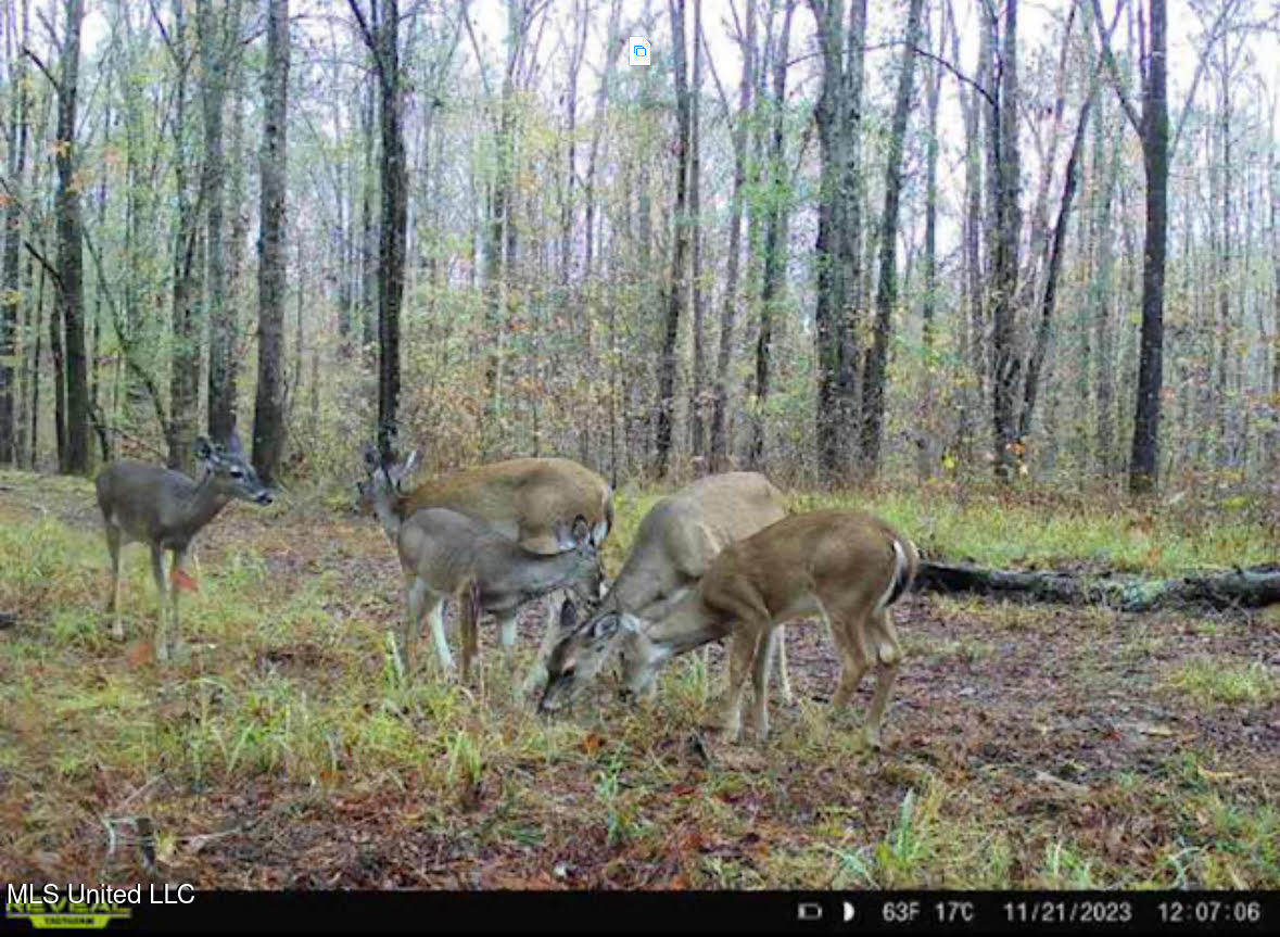 6145 Dry Grove Road Terry, MS 39170 - Photo 91 of 95 136