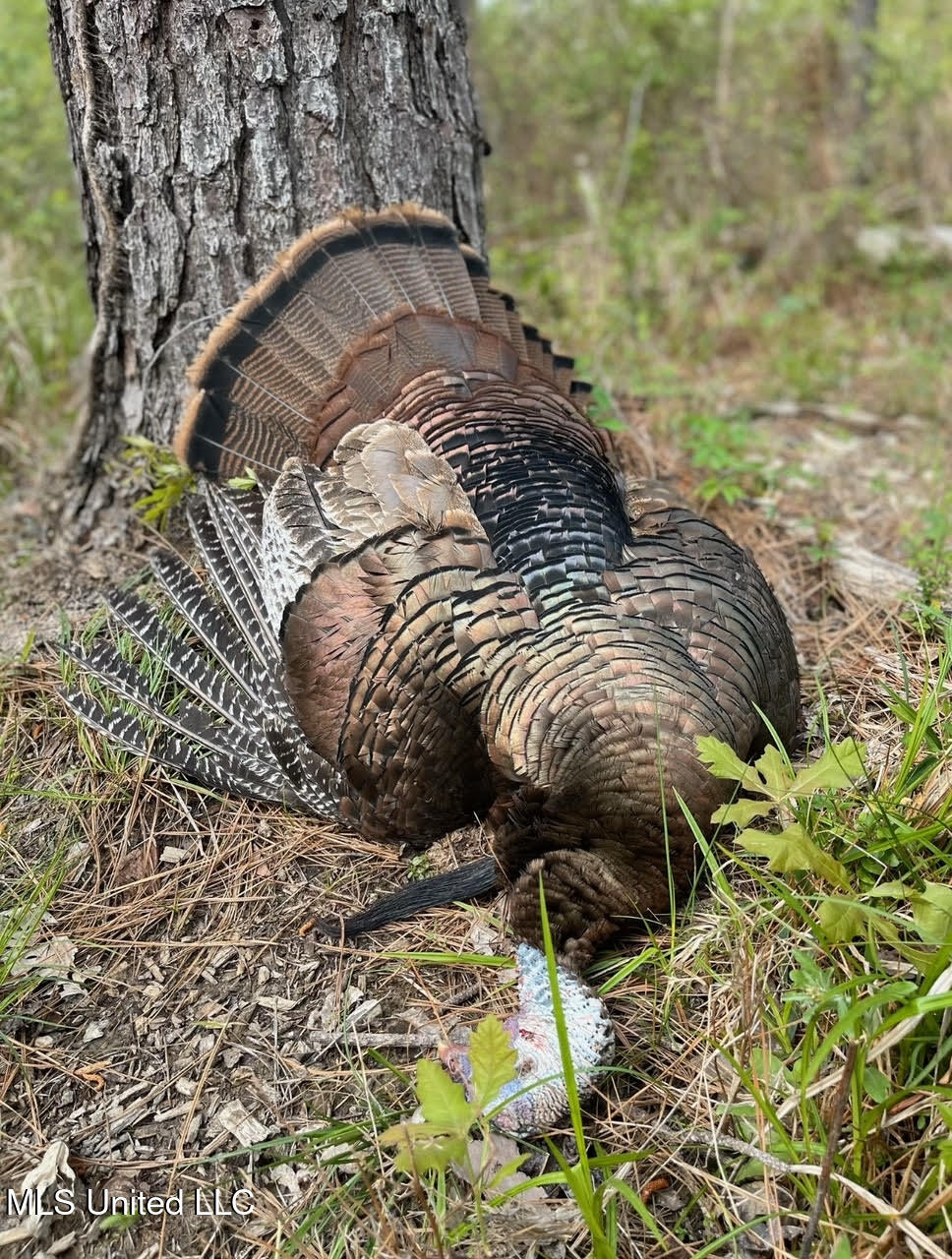 6145 Dry Grove Road Terry, MS 39170 - Photo 92 of 95 137