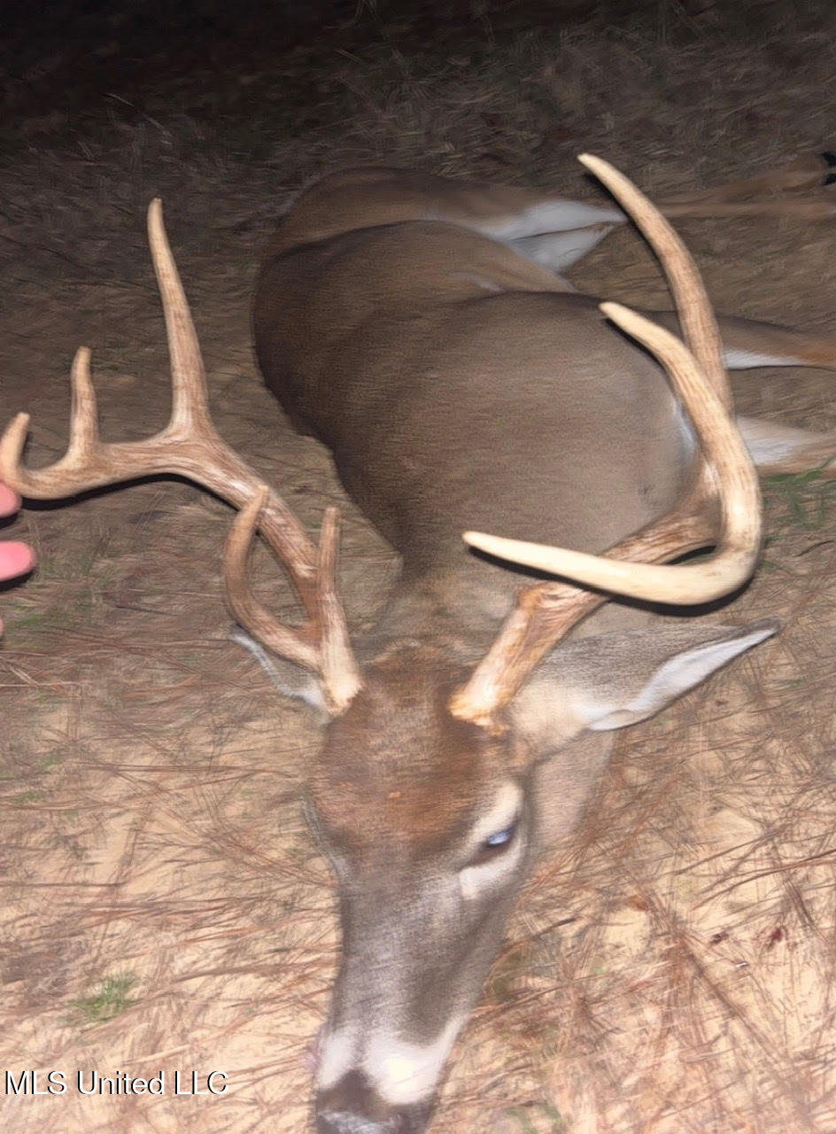 6145 Dry Grove Road Terry, MS 39170 - Photo 98 of 107 699