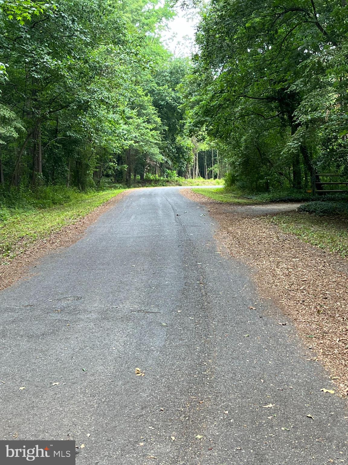 a view of a yard with large trees