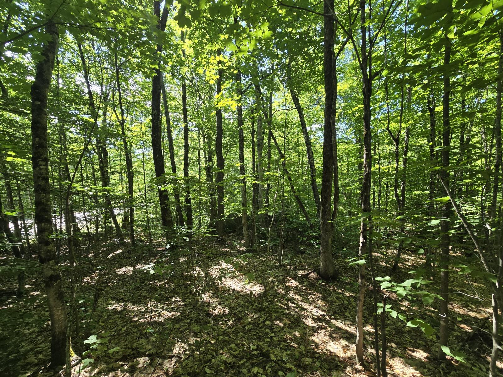 Lot 67 Temple Road Temple, ME 04984 - Photo 21 of 23 20260624_094040