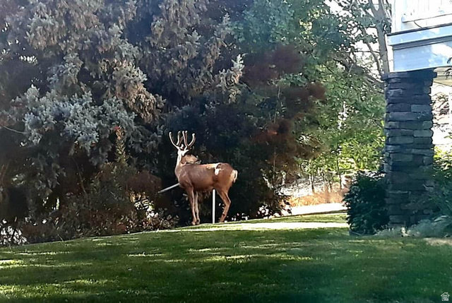 4122 North Imperial Way Provo, UT 84604 - Photo 62 of 62 Manicured lawn with mature evergreen trees and a decorative stone pillar