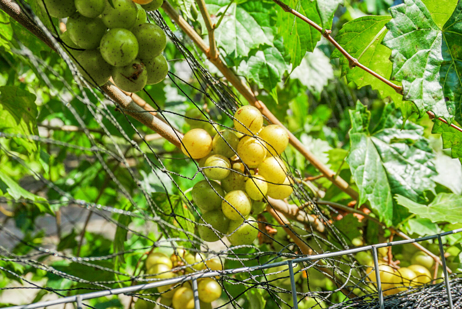 1758 Mendel Rivers Road St. Stephen, SC 29479 - Photo 39 of 43 DSC05307