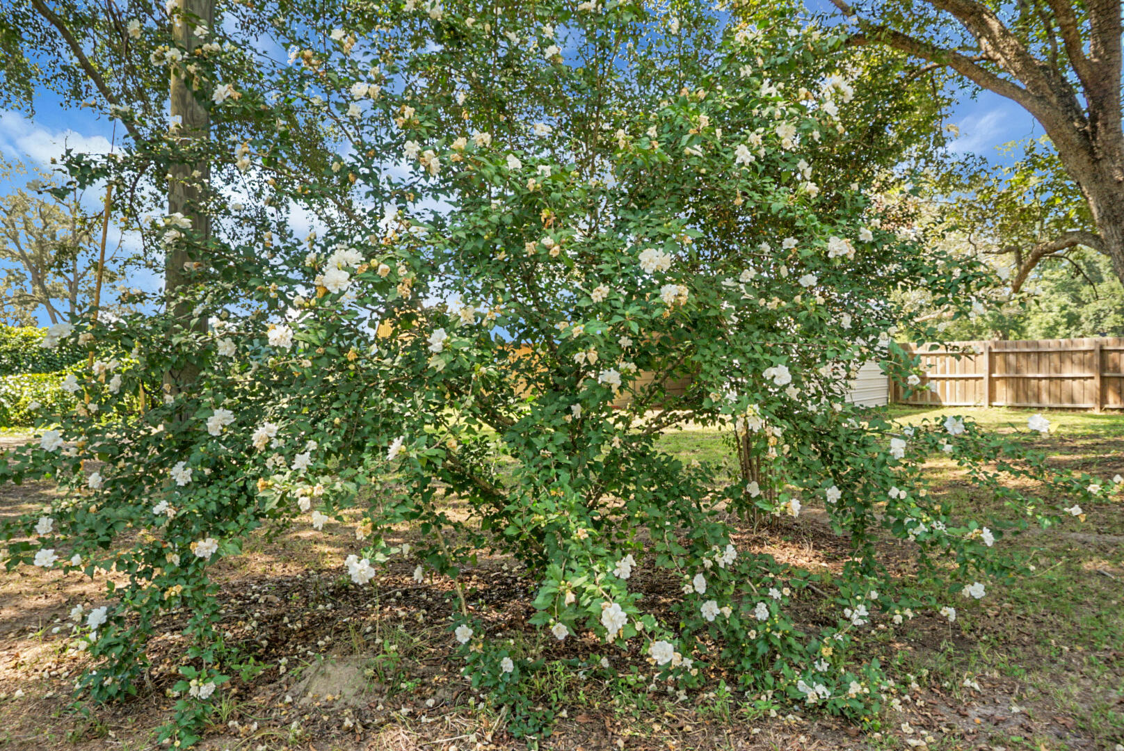 1758 Mendel Rivers Road St. Stephen, SC 29479 - Photo 42 of 43 DSC05331