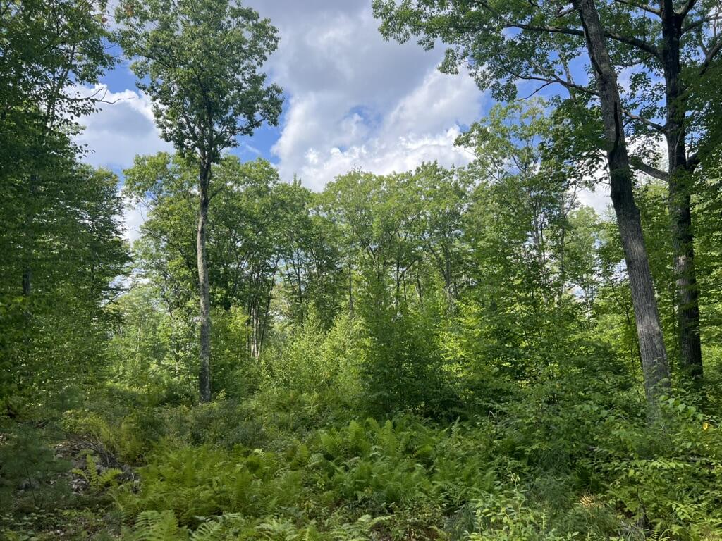 0 County Road Lyman, ME 04002 - Photo 1 of 4 Wooded lot